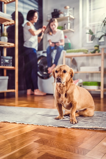 Cachorro sentado no chão na lavanderia