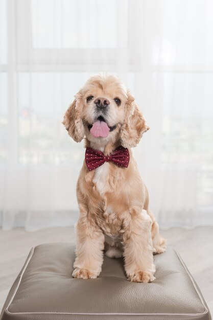 Cachorro sentado no pufe com laço vermelho