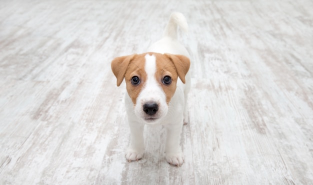 Cachorro sentado en el piso. Jack Russell Terrier. Pequeño perrito adorable con divertidas manchas de piel.