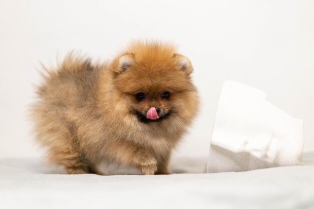 Un cachorro con una servilleta en la nariz.