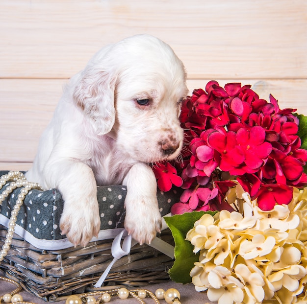 Cachorro setter inglés en una canasta de madera con flores y abalorios.