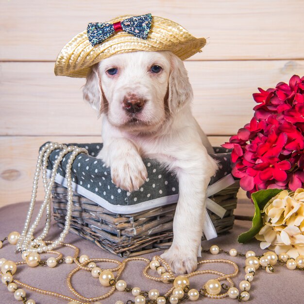 Cachorro setter inglés en una canasta de madera con flores