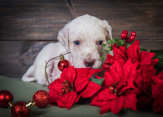 Cachorro de setter inglés con flores rojas de nochebuena