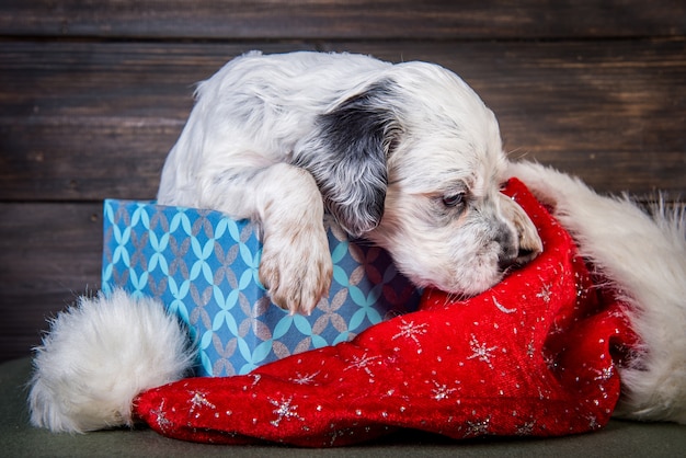 Cachorro setter inglés con sombrero de santa claus en caja de regalo. Fondo de navidad