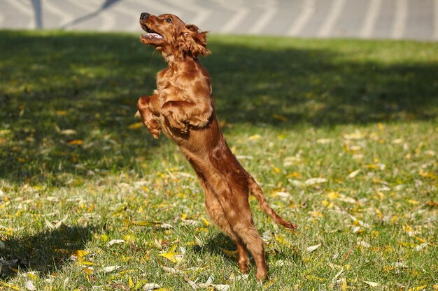 Foto cachorro setter irlandés marrón joven en un césped verde