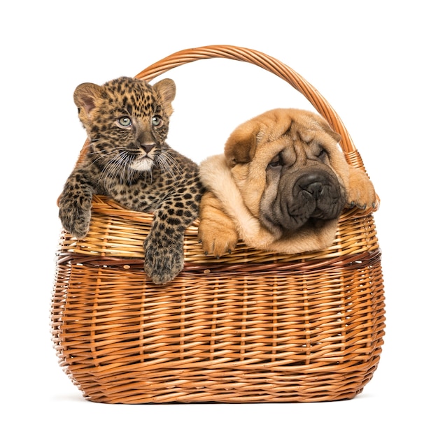 Cachorro Sharpei y cachorro de leopardo manchado en una cesta de mimbre, aislado en blanco