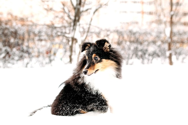 Cachorro Sheltie camina afuera en invierno, nieve blanca y rocas, luz solar, comunicación con una mascota