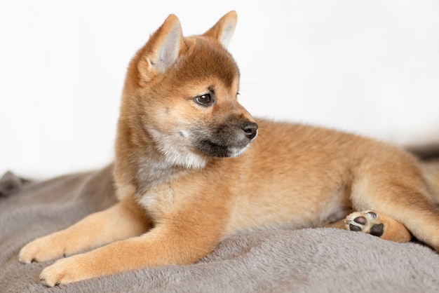 Cachorro shiba se acuesta en la cama y mira a lo lejos Hermoso cachorro shiba inu