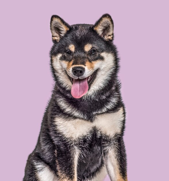 Cachorro Shiba Inu, 4,5 meses de edad, sentada contra el fondo púrpura