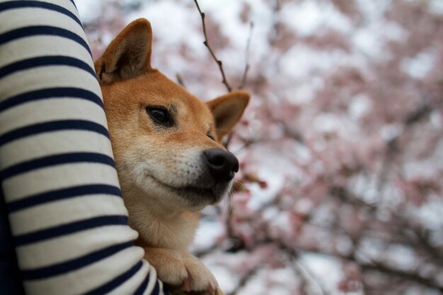 Cachorro Shiba inu ao ar livre Cachorro passeando adorável filhote de shiba inu vermelho ao ar livre no verão