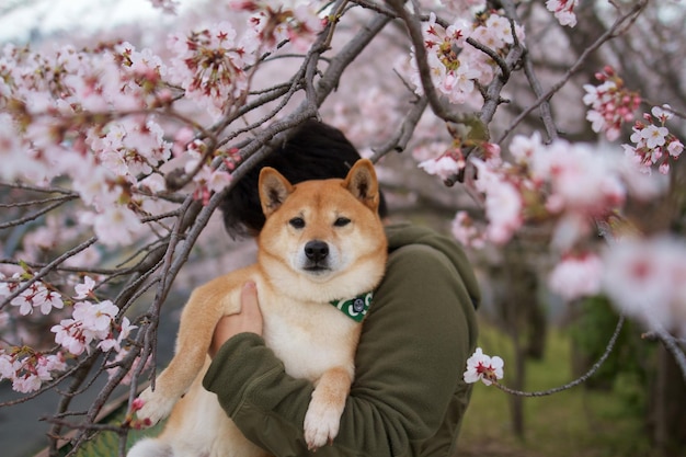 Cachorro Shiba inu ao ar livre Cachorro passeando adorável filhote de shiba inu vermelho ao ar livre no verão