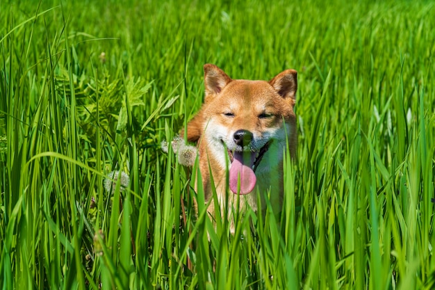 Cachorro shiba inu feliz. Retrato de sorriso de cachorro japonês ruivo.