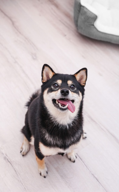 Cachorro Shiba Inu fofo sentado no chão em casa