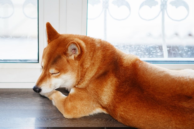 Cachorro Shiba Inu japonês em casa