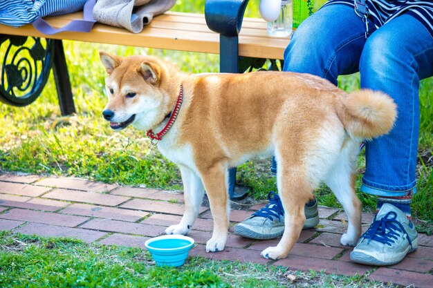 Cachorro Shiba inu parado na grama no parque Shiba inu retrato ao ar livre no verão