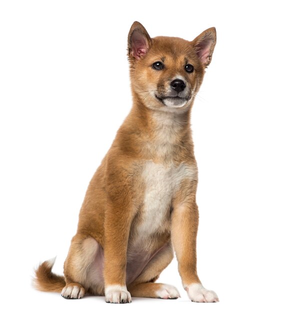 Cachorro Shiba Inu sentado, aislado en blanco