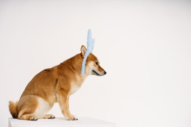 Cachorro Shiba inu sentado vermelho sobre um fundo claro com orelhas de coelho azuis um cachorro vestido de coelhinho da Páscoa ...