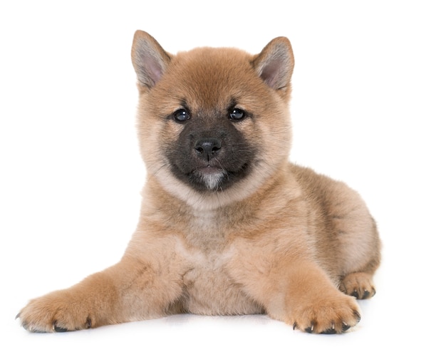 cachorro shiba inu