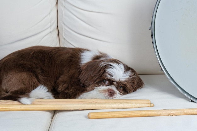 Cachorro shih tzu de 4 meses de edad junto a baquetas y trampa de tambor