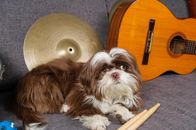 Cachorro shih tzu de 6 meses mirando hacia un lado rodeado de baquetas de platillos y guitarra