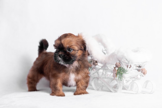 Cachorro shih tzu en un blanco con un trineo de navidad.