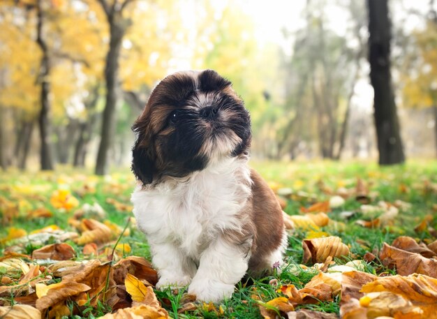 cachorro shih tzu delante de fondo de otoño