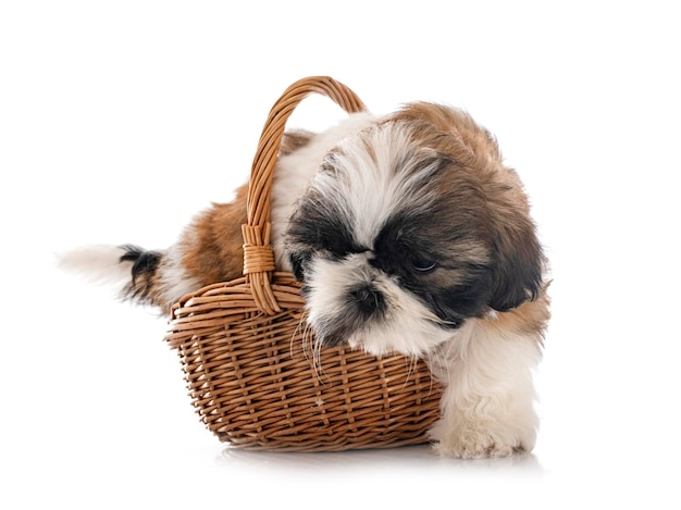 cachorro shih tzu en estudio