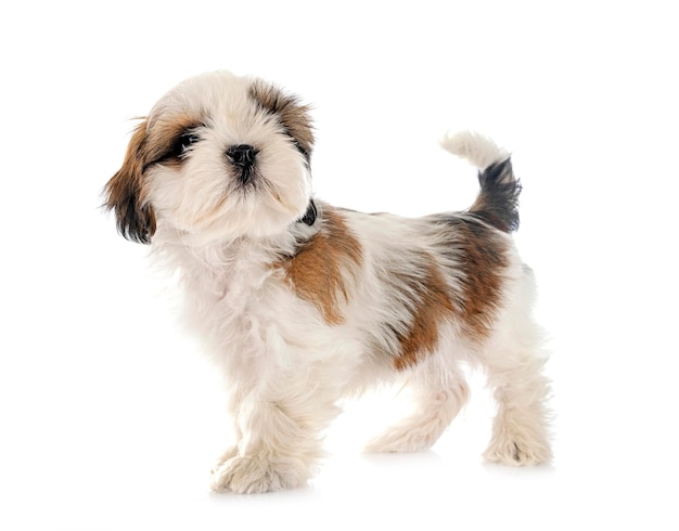 cachorro shih tzu en estudio