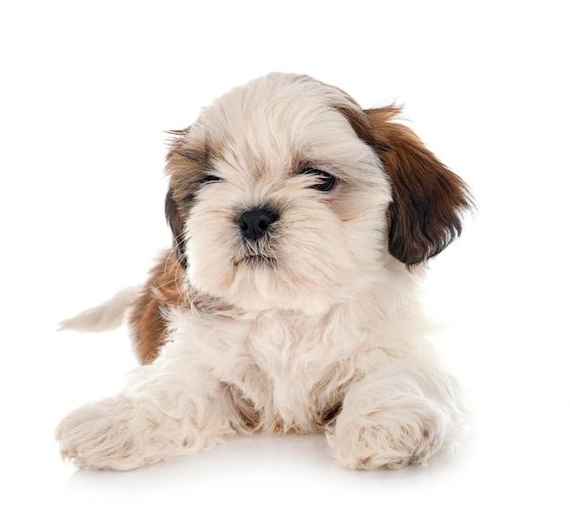 cachorro shih tzu en estudio