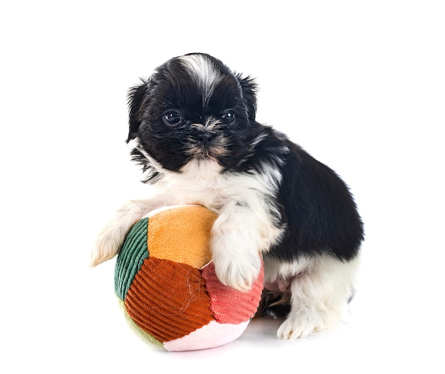 cachorro shih tzu en estudio