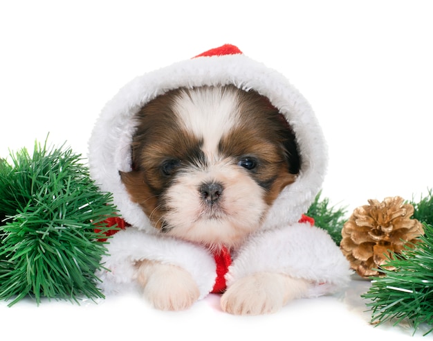 cachorro shih tzu en navidad