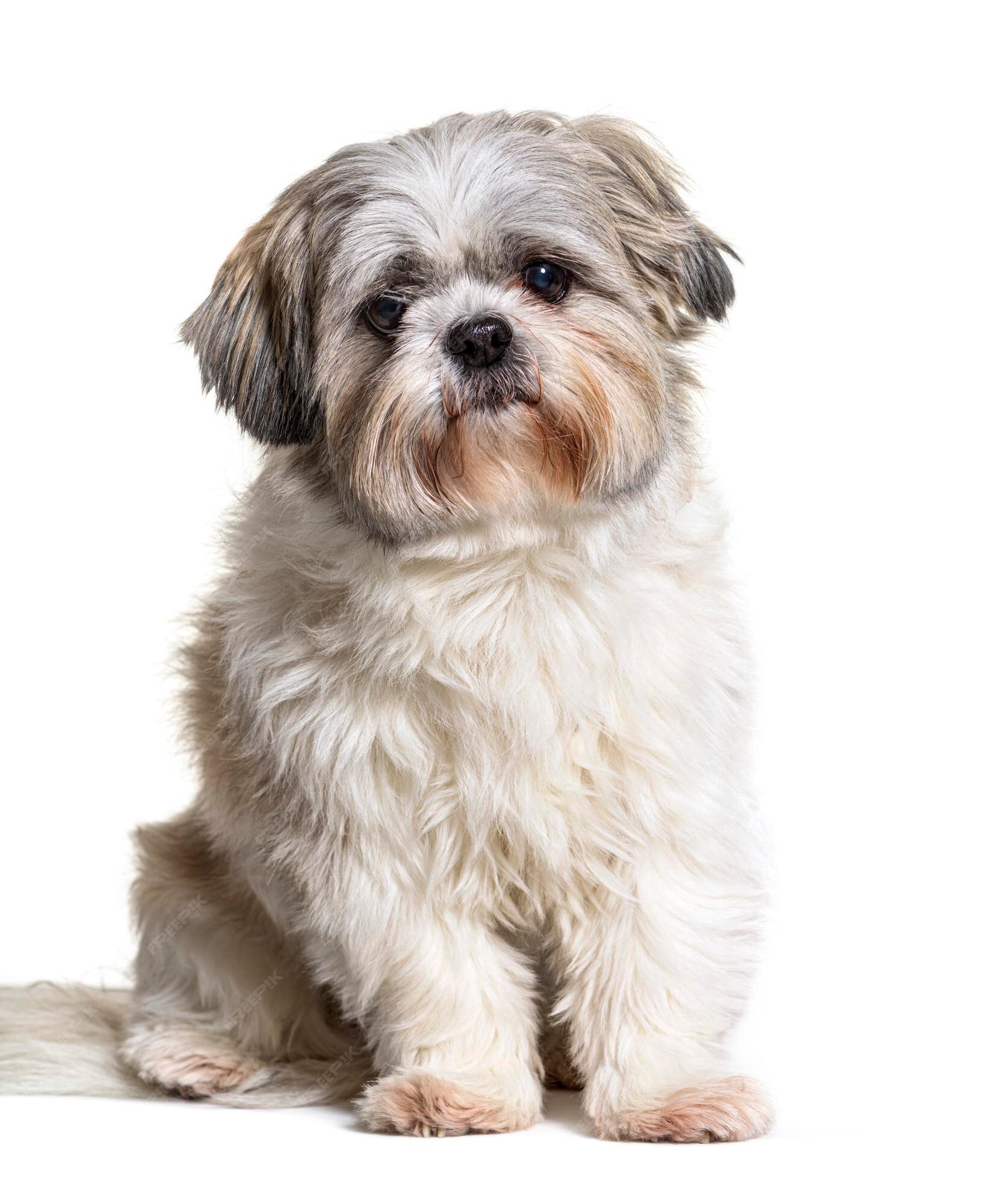 Vetores de Cachorro Shih Tzu Bonito Sentado E Sorrindo Ícone De