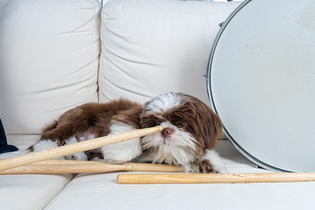 Cachorro shih tzu en el sofá olfateando una baqueta junto a la trampa del tambor