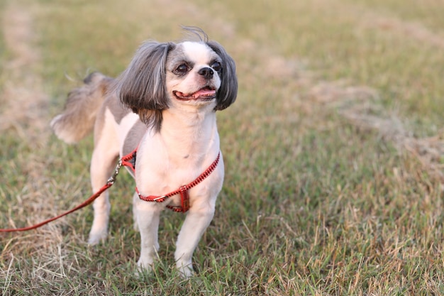 Cachorro Shih Tzu.