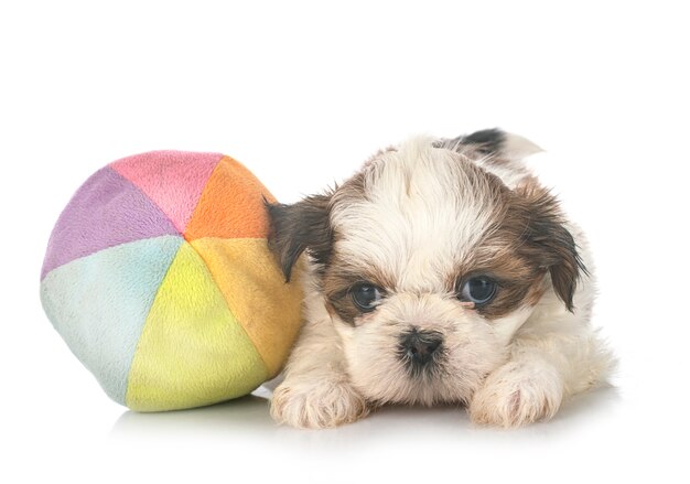 Cachorro shih tzu