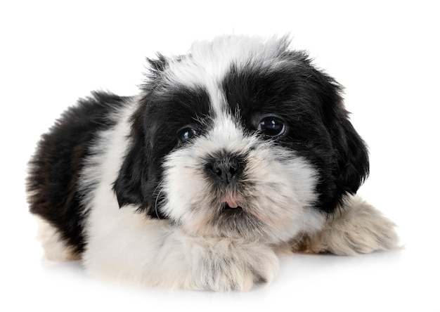 cachorro shih tzu