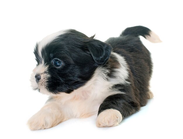 cachorro shih tzu