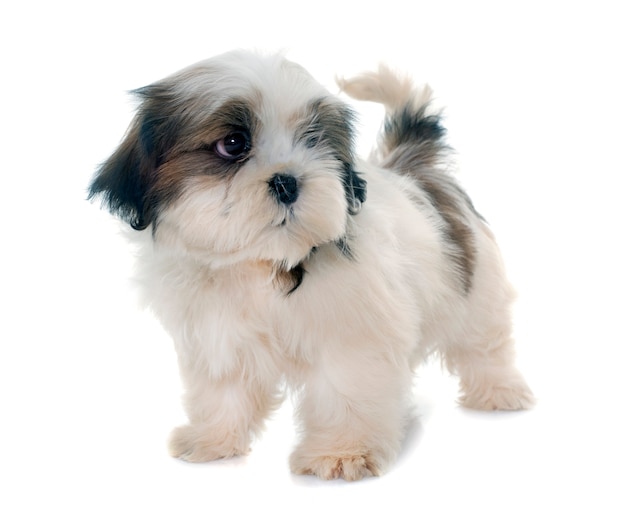 cachorro shih tzu