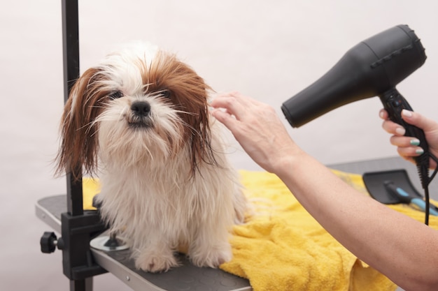 Cachorro shitzu molhado secando após o banho na loja de animais.