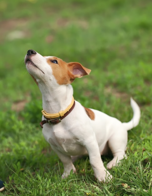 El cachorro se sienta en una hierba y mira en la parte superior.