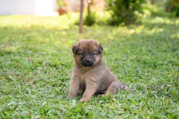 Un cachorro se sienta mirando a la cámara en un césped verde.