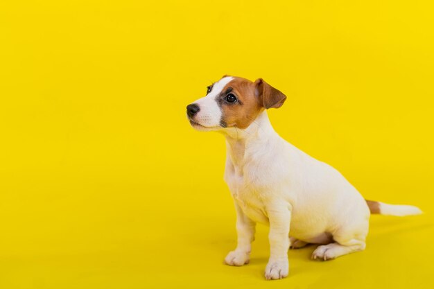 Un cachorro se sienta sobre un fondo amarillo y mira al dueño Un pequeño perro entrenado realiza una orden de sentarse Pura raza Shorthair Jack Russell Terrier