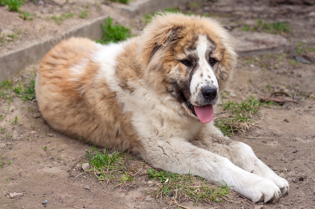 Cachorro de siete meses