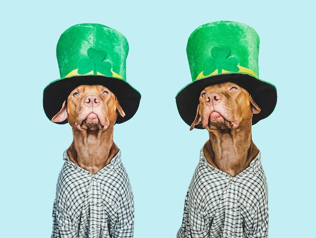 Cachorro y un sombrero de duende verde brillante