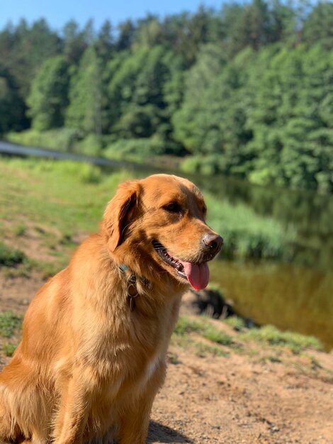 cachorro sorrindo no prado de um lago sujo em um dia ensolarado