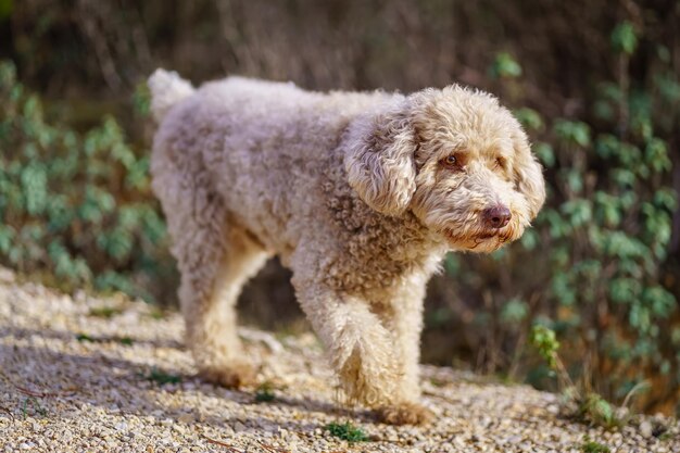 Cachorro Spaniel brincando e correndo pelo caminho da floresta enquanto o dono o chama para vir