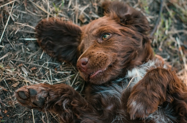 Cachorro de spaniel marrón al aire libre