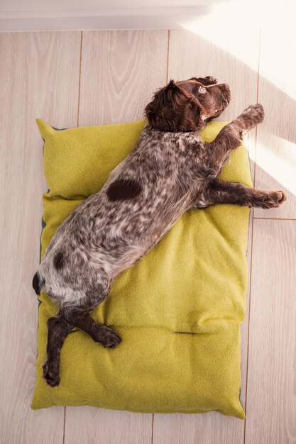 Cachorro de Spaniel marrón ruso acostado en la ropa de cama verde de la casa en el piso de madera