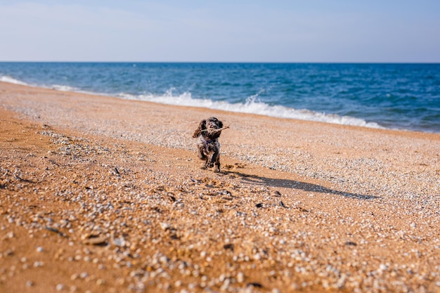 Cachorro de spaniel marrón ruso corriendo y jugando en la playa de arena. Naturaleza de verano