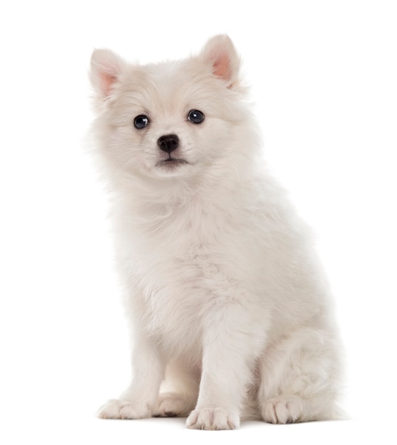 Cachorro Spitz Alemão sentado e olhando para a câmera isolada no branco